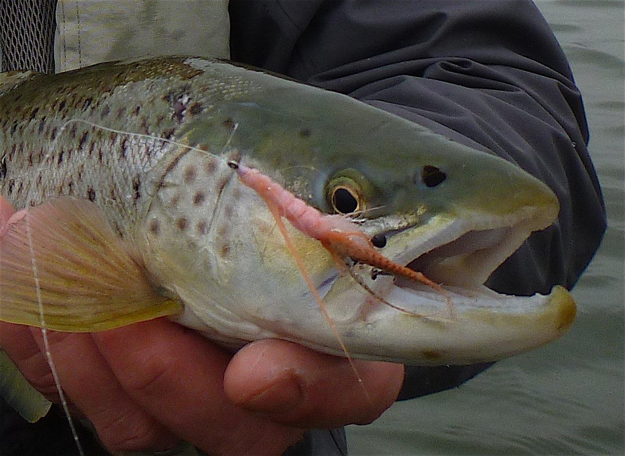 fliegenbinden meerforelle