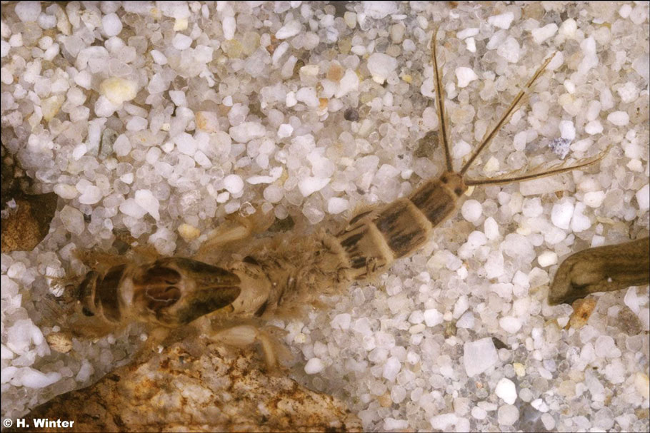 fliegenbinden eintagsfliege