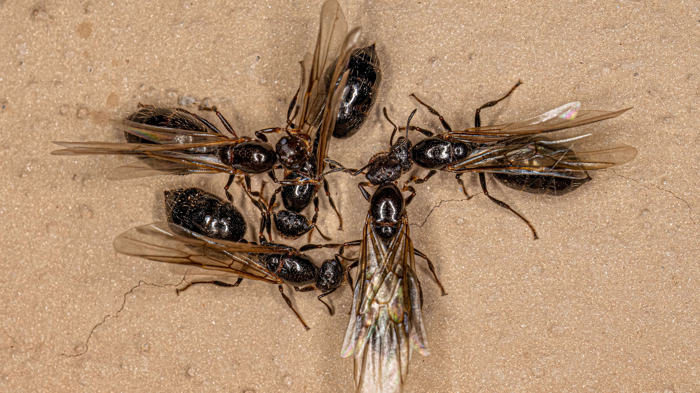 fliegenbinden ameise