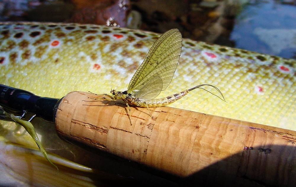 fliegenfischer forum de